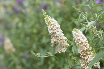 Arbre aux papillons 'petit blanc'
