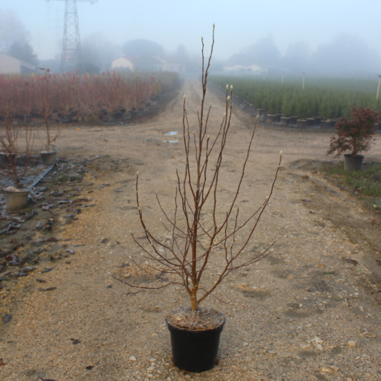 Magnolia 'Leonard messel'