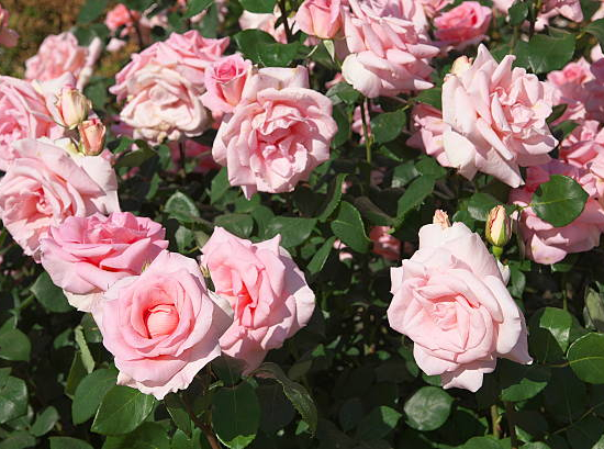 Rosier 'Botticelli  '