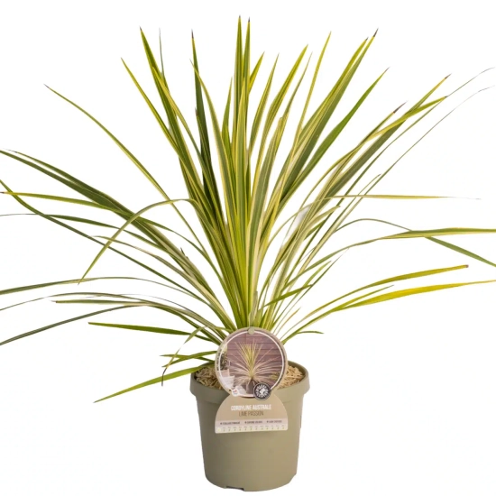 Cordyline 'Lime passion'