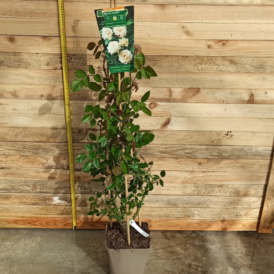 Rosier 'Blanche colombe'