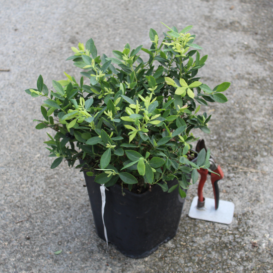 Myrtille arbustive 'Blue pearl'