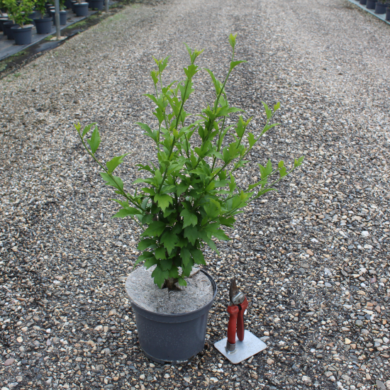 Althéa 'Purple ruffles'