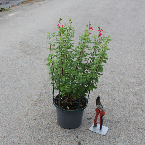 Sauge de graham 'Grahamii'