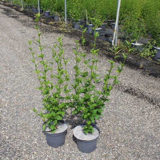 Althéa 'Lavender chiffon'