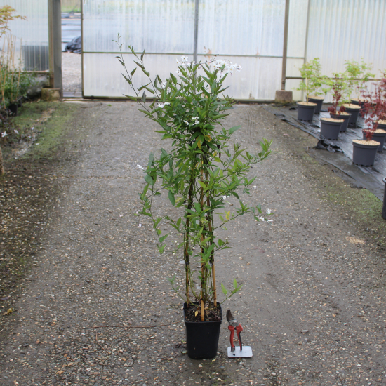 Morelle faux jasmin 'Album'