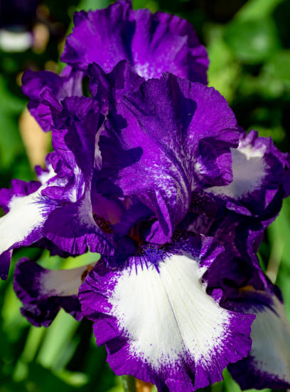 Iris d'allemagne 'Mariposa autumn violet'