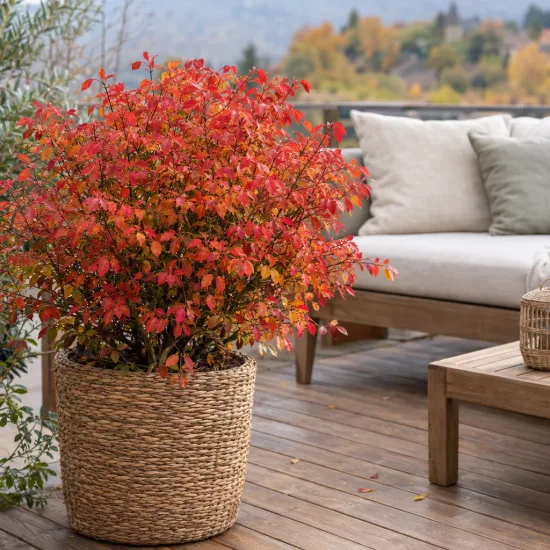Fusain ailé 'Compactus' (Euonymus alatus) — arbuste au feuillage rouge en pot sur terrasse · Photo d'illustration
