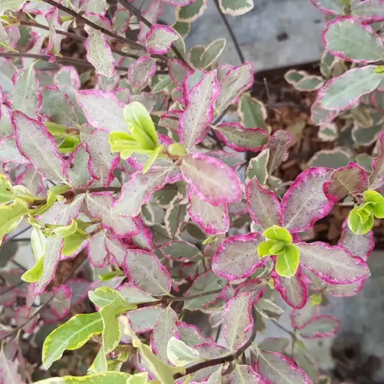Pittospore 'Elisabeth' (Pittosporum tenuifolium) — feuillage panaché bordé de rose, jeune pousse · Pot 3L Touffe