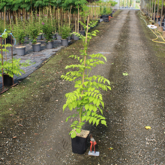 Bignone de virginie 'Yellow trumpet'