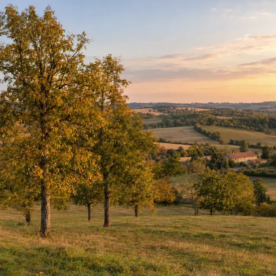 Carier écailleux (Carya carolinae-septentrionalis) — alignement d'arbres dans un paysage de campagne · Photo d'illustration