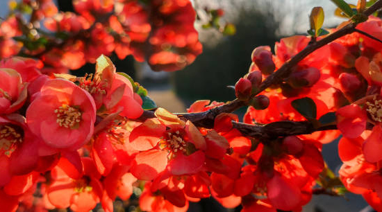 Cognassier à fleurs 'Red kimono'