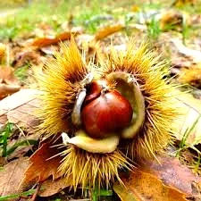 Châtaigner 'Jeannette'