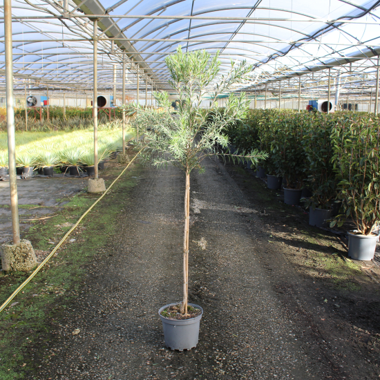 Rince-bouteille 'mini red'