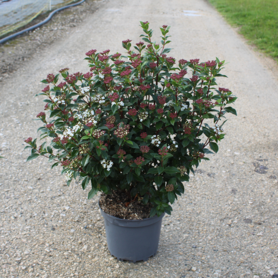 Viburnum tinus