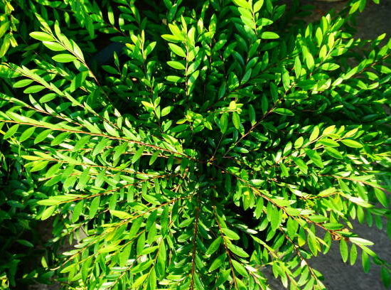 Chèvrefeuille cupule