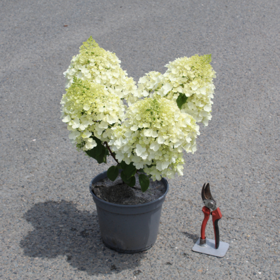 Hortensia paniculé 'Silver dollar'