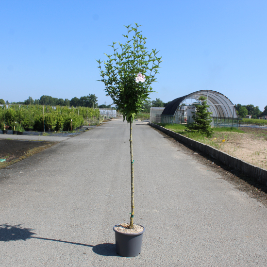 Althéa 'Hamabo rose tendre'
