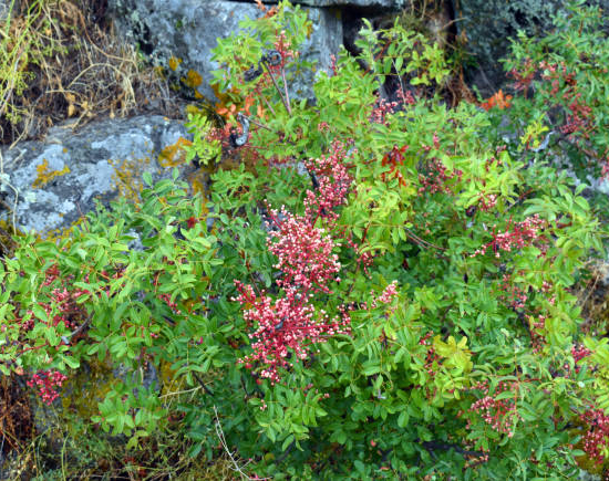 Pistachier térébinthe