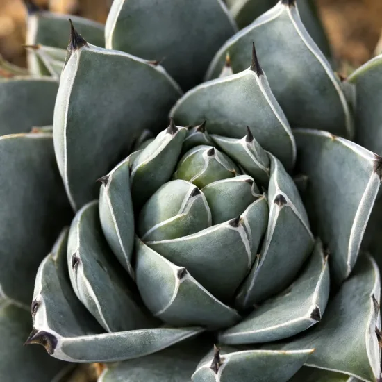 Agave (Agave nickelsiae) — rosette serrée de feuilles épaisses aux pointes sombres · Photo d'illustration
