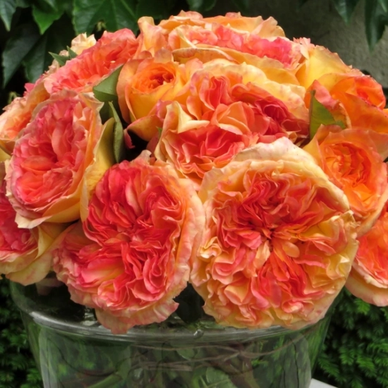 Rosier 'Henri delbard '