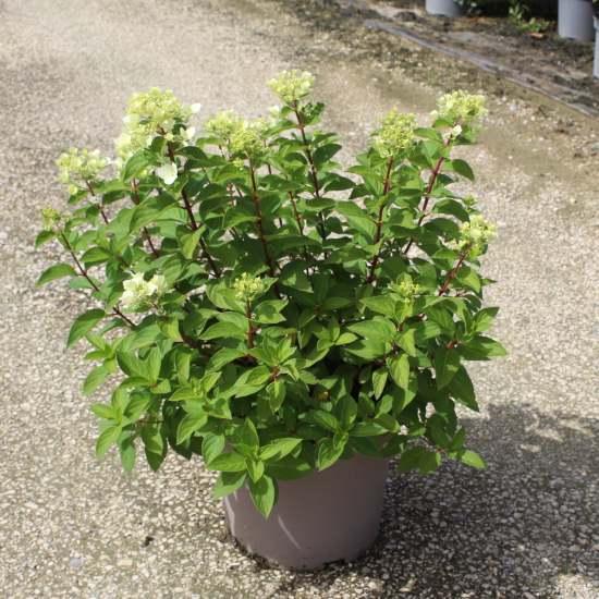 Hortensia paniculé 'Diamant rouge'
