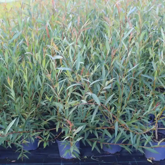 Osier des vanniers (Salix viminalis) — rangée dense de jeunes plants en pot · Pot 5L