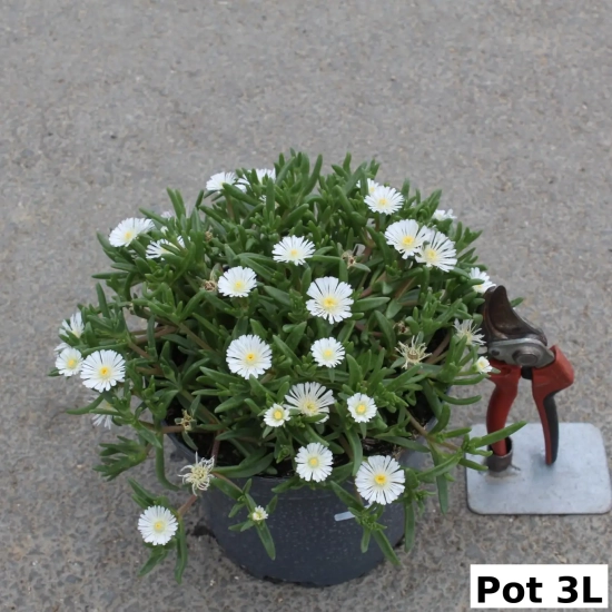 Pourpier vivace 'White wonder'