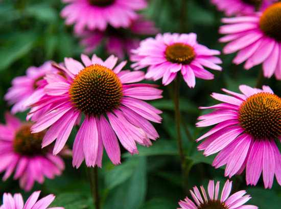 rudbeckia pourpre