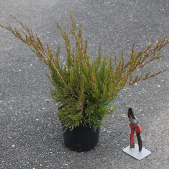 Genévrier 'Mint julep'