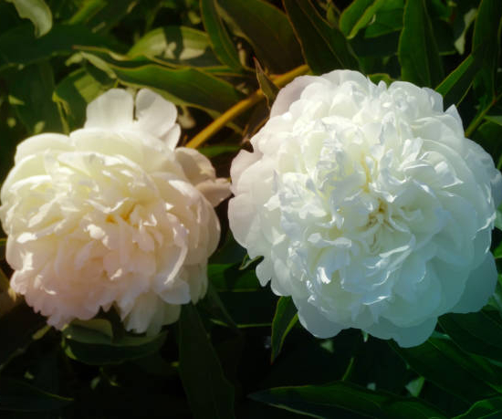Pivoine 'Shirley temple blanc'