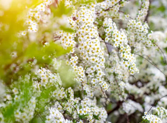 Spirée de vanhout (Spiraea vanhouttei) — longues branches arquées couvertes de petites fleurs blanches