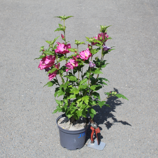 Althéa 'Sup bridge'