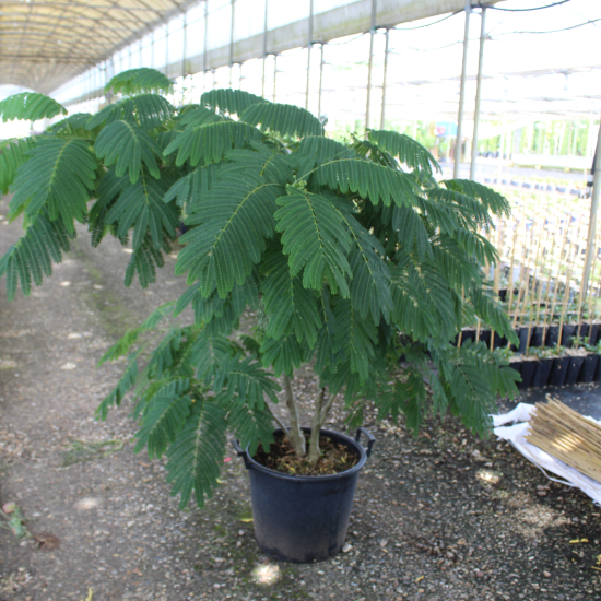 Arbre à soie Ombrella boubri