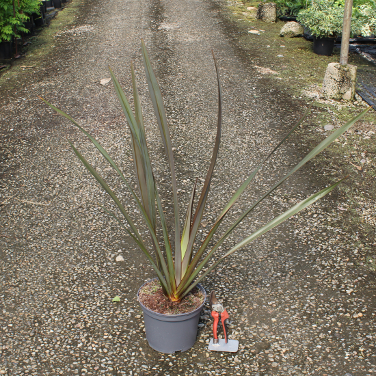 Lin de nouvelle-zélande 'Apricot queen'