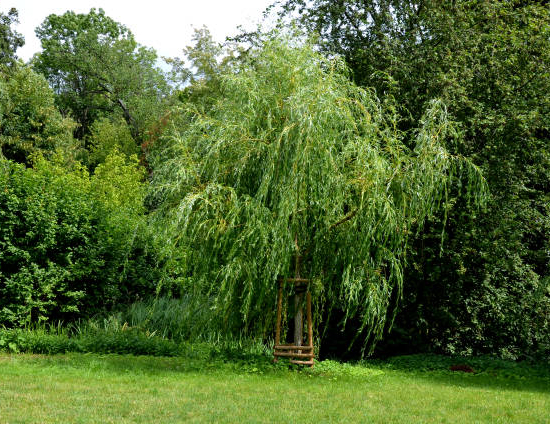Saule pourpre pleureur 'Pendula'