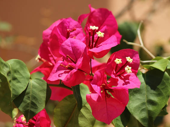 Bougainvillier glabra sanderianna trep.
