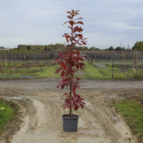 Chêne rouge d'amérique 'Borealis'