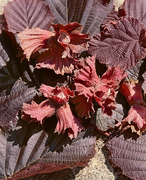 Noisetier pourpre 'Purpurea'