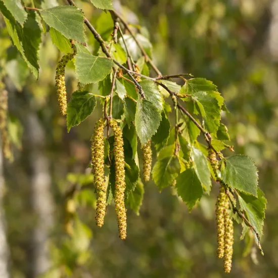 Bouleau de l'himalaya 'Doorenbos' (Betula utilis) — chatons pendants et feuillage vert sur branche · Photo d'illustration