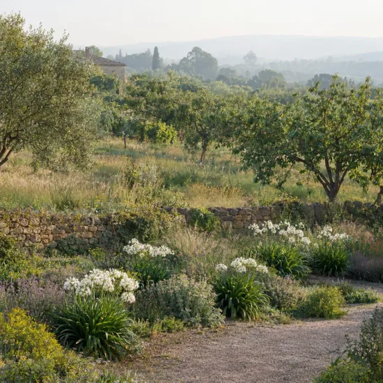 Agapanthe 'White' (Agapanthus) — massifs de fleurs blanches le long d'un chemin · Photo d'illustration