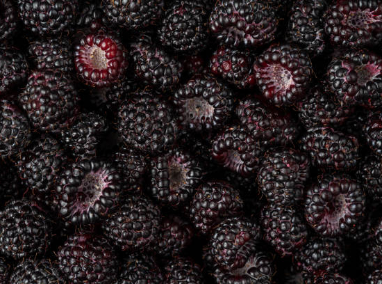Framboisier 'Black jewel'