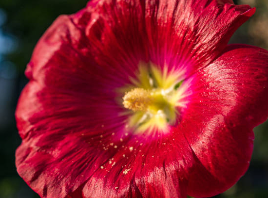 Rose trémière 'Simple'