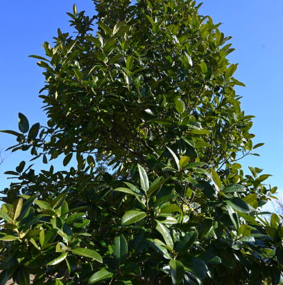 Magnolia de la galissonnière 'Galisson pyramide'