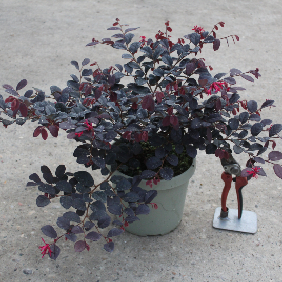 Loropétale de chine 'Black pearl'