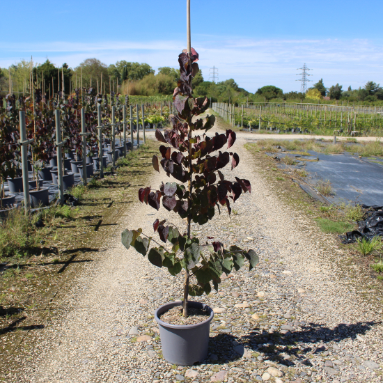 Gainier du canada 'Merlot'