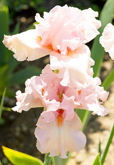 Iris d'allemagne 'Celebration song rose'