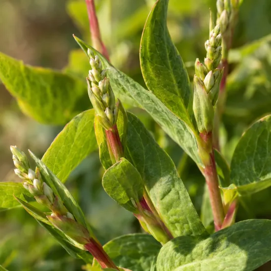 Persicaire 'Alba' (Persicaria amplexicaulis) — épis floraux en boutons parmi un feuillage vert · Photo d'illustration