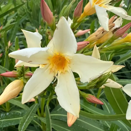 Laurier rose 'Ile de Capri' (Nerium oleander) — fleur crème étoilée avec boutons rosés autour