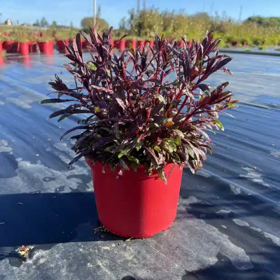 Gaura 'Dark pink'